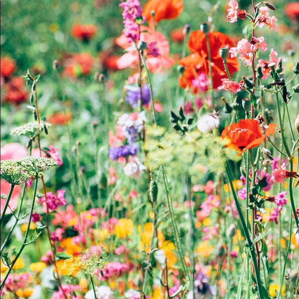 Meet your Posher, Josie